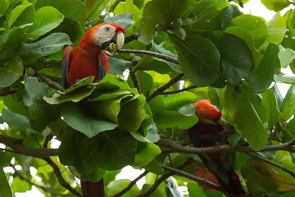 Bird Watching Tour Jaco