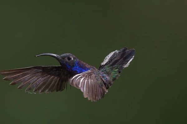 Bird Watching Tour Jaco