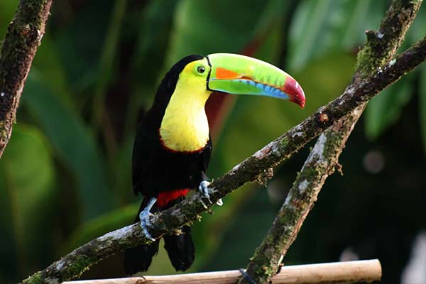 Bird Watching Tour Jaco