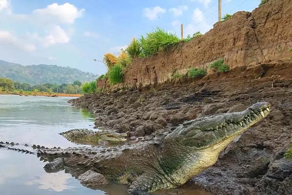 Crocodile River Safari Tour Jaco