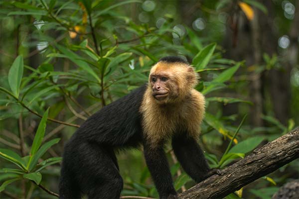 Monkey Mangrove Tour Jaco Costa Rica