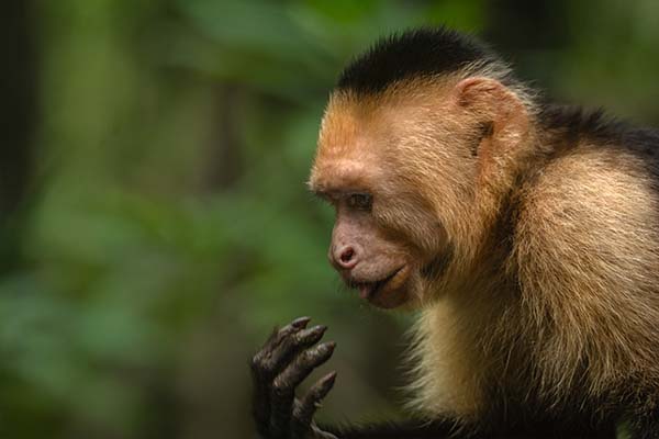 Monkey Mangrove Tour Jaco Costa Rica