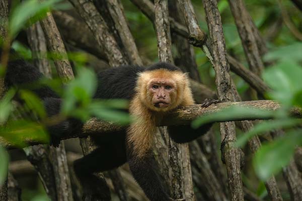 Monkey Mangrove Tour Jaco Costa Rica