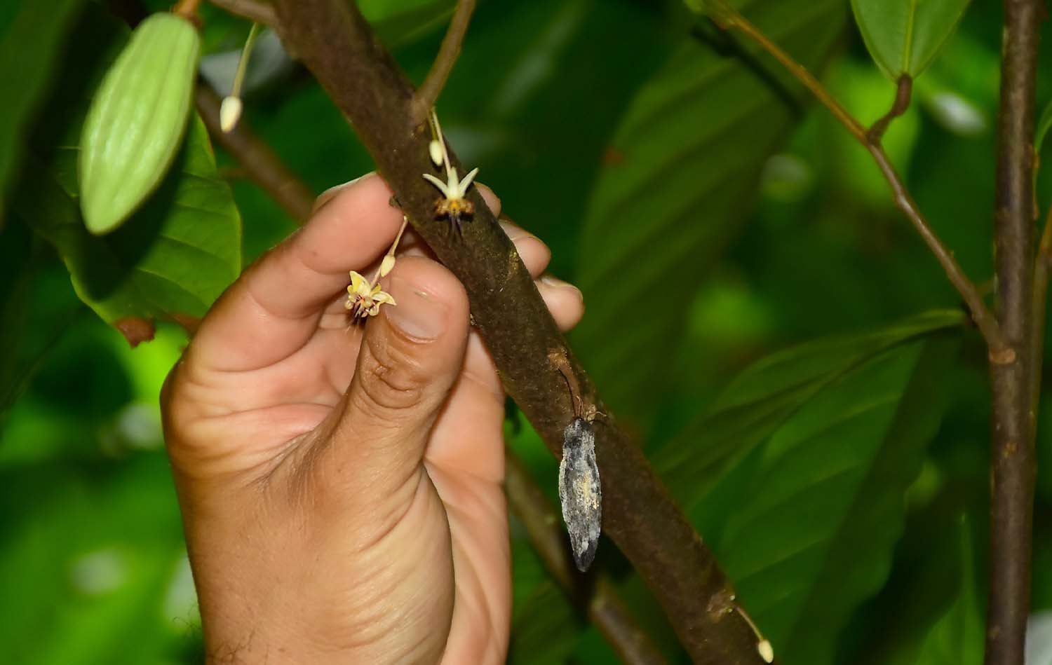 Zip line & Chocolate Tour in Jaco, Costa Rica